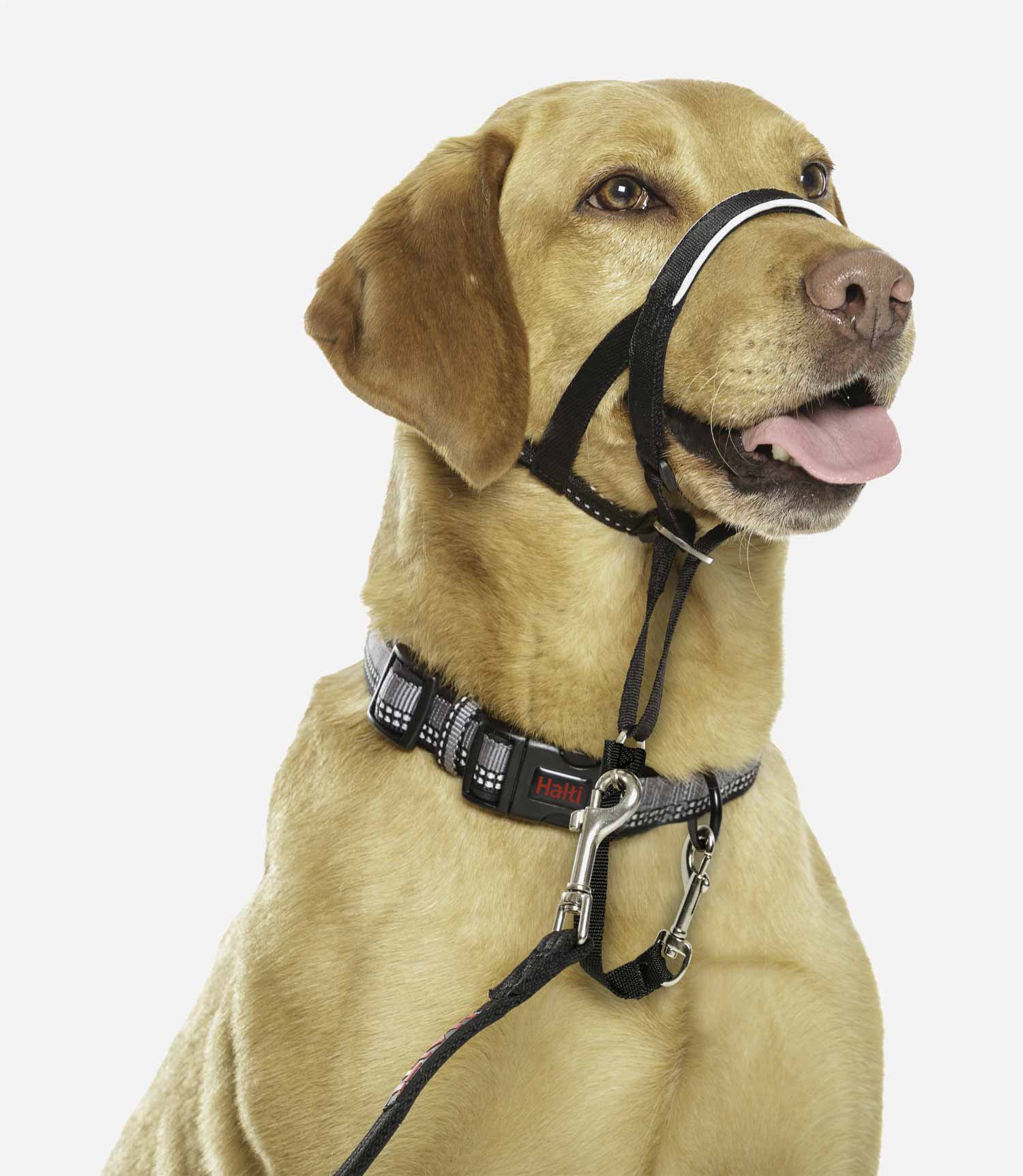 Halti Headcollars